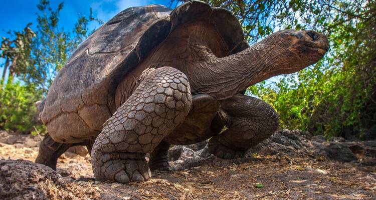 Galapagos - Central & West Islands aboard the Treasure - Explore! 8