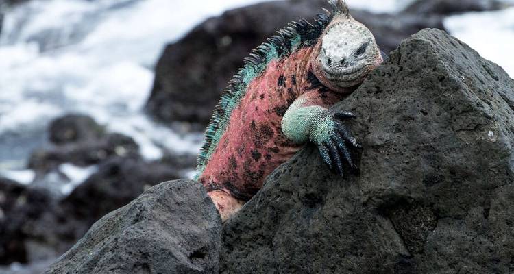 Galápagos exprés - islas centrales y occidentales a bordo del Archipel I - Explore! 2