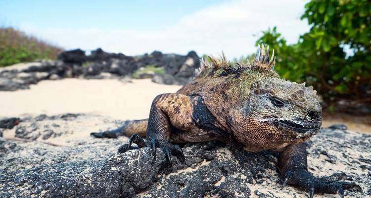 Galápagos exprés - islas centrales y occidentales a bordo del Archipel I - Explore! 9