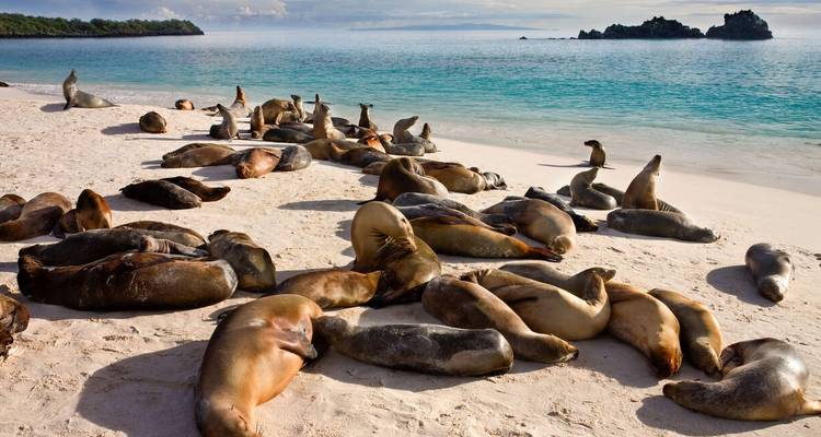 Galápagos exprés - islas centrales y occidentales a bordo del Archipel I - Explore! 10