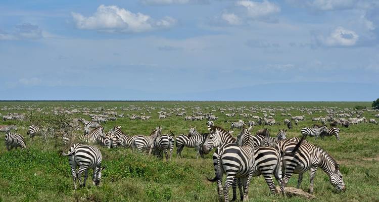 Circuit aventure de luxe de 7 jours dans le parc national du Serengeti - Big Five - Wonders of Creation Tours and Safaris 5