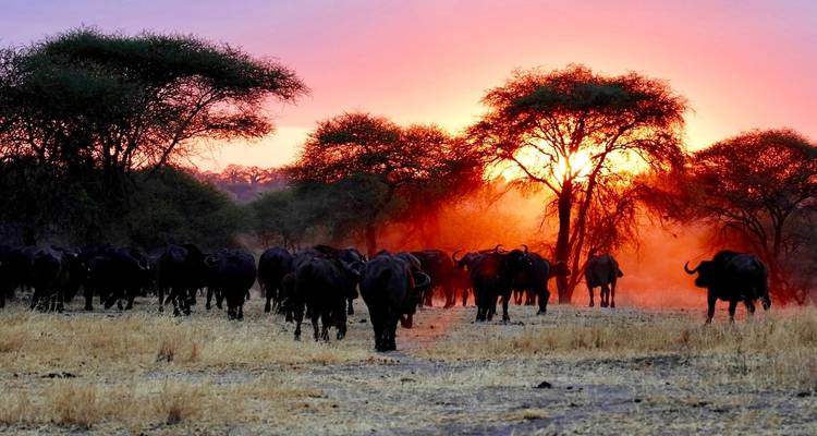 Circuit aventure de luxe de 7 jours dans le parc national du Serengeti - Big Five - Wonders of Creation Tours and Safaris 4
