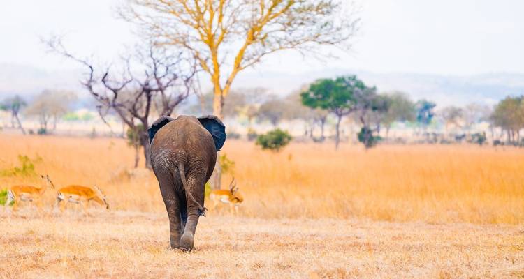 Circuit aventure de luxe de 7 jours dans le parc national du Serengeti - Big Five - Wonders of Creation Tours and Safaris 9
