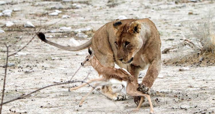 Expérience de 6 jours à Etosha et sur la Côte des Squelettes - Chameleon Safaris Namibia 2