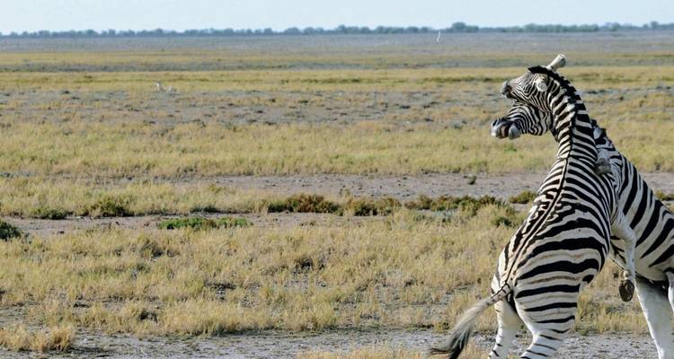 Expérience de 6 jours à Etosha et sur la Côte des Squelettes - Chameleon Safaris Namibia 1