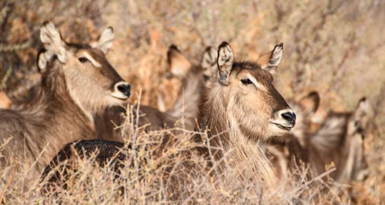 Expérience de 6 jours à Etosha et sur la Côte des Squelettes - Chameleon Safaris Namibia 6
