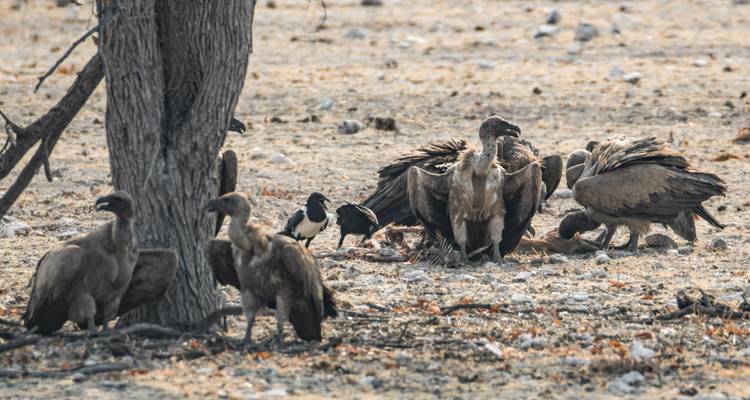 Expérience de 6 jours à Etosha et sur la Côte des Squelettes - Chameleon Safaris Namibia 7