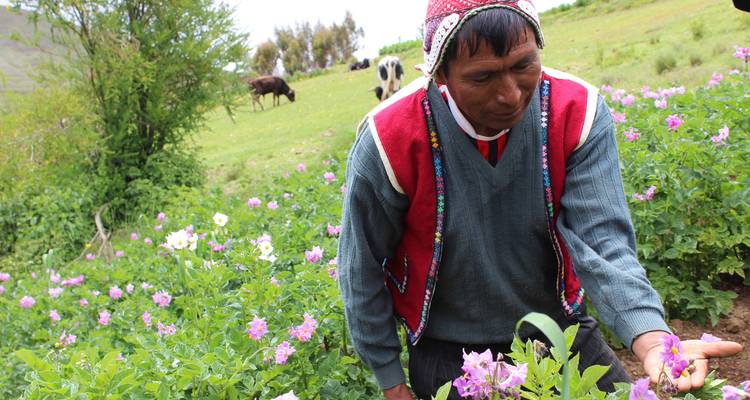 Local farmer examining purple potato flowers in a highland field with cattle in background