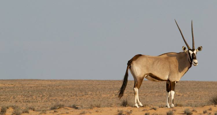 Namibia - Viaje de aventura por Kaokoveld, Damaraland y Etosha - Travel To Life 9
