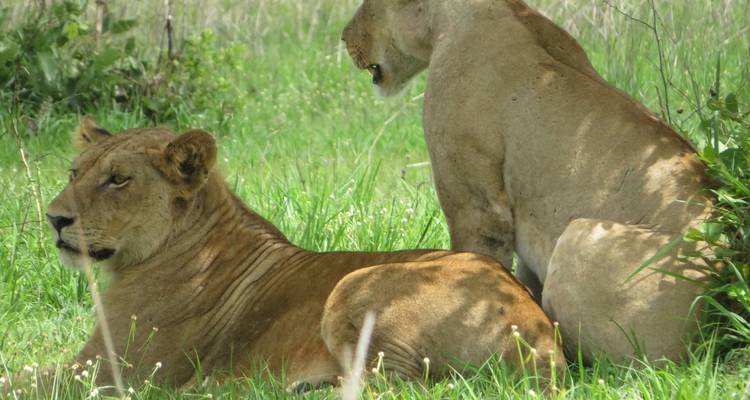 Tanzanie - Safari dans le sud sauvage - Travel To Life 2
