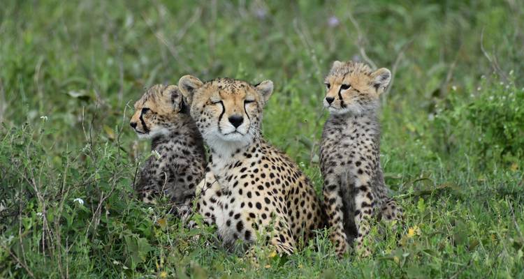 Afrique du Sud, chutes Victoria et Botswana à prix abordable - 11 jours d'expéditions inoubliables - Professional Safari Africa 2