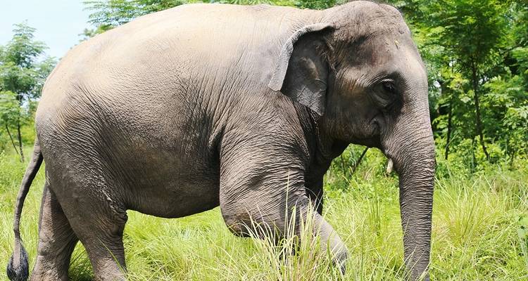 Chitwan Tower Night Stay Package - Getaway Nepal Adventure Pvt. Ltd 1