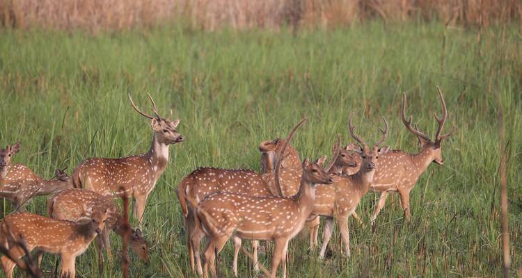 Chitwan Tower Night Stay Package - Getaway Nepal Adventure Pvt. Ltd 2