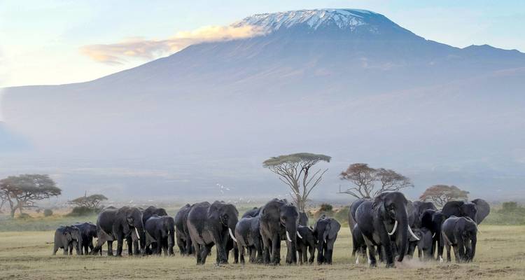 Elefanten mit dem Kilimandscharo im Hintergrund.
