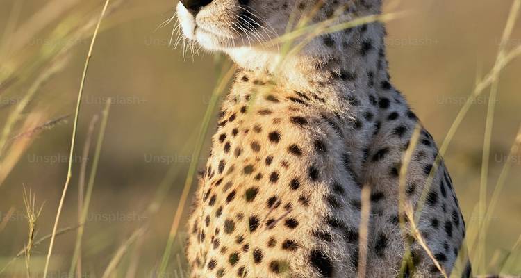 2 jours - Tanzanie Safaris à petit budget - Wonders of Creation Tours and Safaris 1