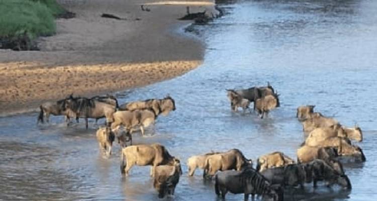 Safari especial de 7 días por la migración del Serengeti oriental y central a un precio razonable. - Africa Natural Tours 4