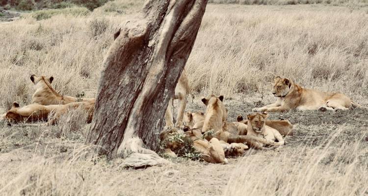 3 días - safari en campamento por la naturaleza en Tanzania - Wonders of Creation Tours and Safaris 3