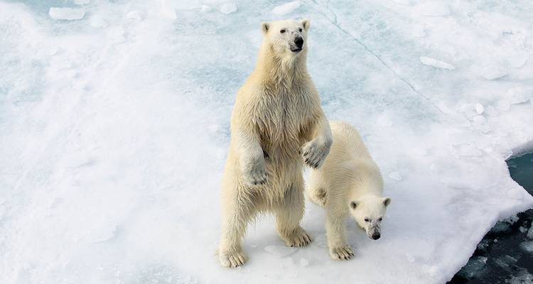 Ultimate Arctic Voyage: From Svalbard to Jan Mayen to Iceland - Intrepid Travel 1