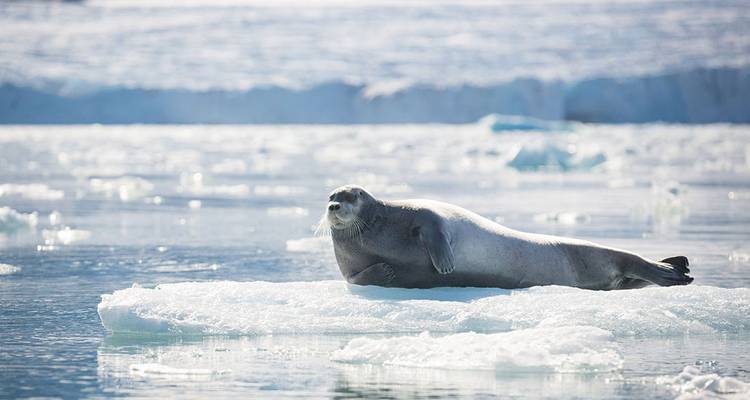 Ultimate Arctic Voyage: From Svalbard to Jan Mayen to Iceland - Intrepid Travel 3