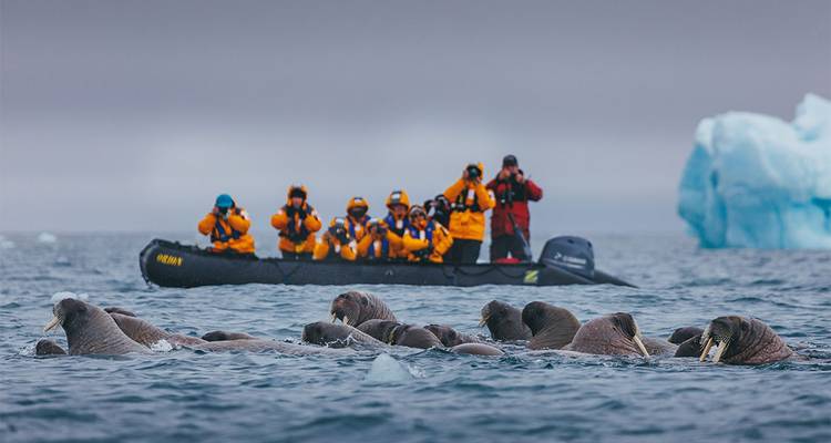 Ultimate Arctic Voyage: From Svalbard to Jan Mayen to Iceland - Intrepid Travel 6