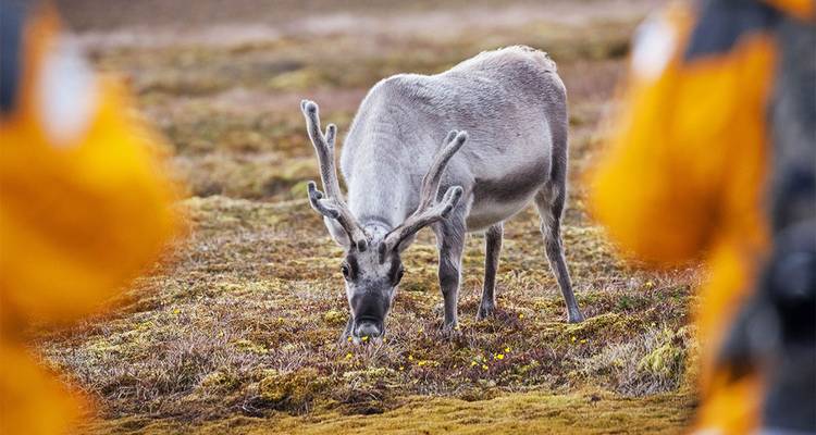 Ultimate Arctic Voyage: From Svalbard to Jan Mayen to Iceland - Intrepid Travel 7