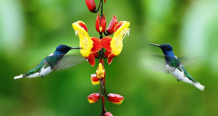 Expédition enchanteresse en Équateur et aux Galapagos - Wanderful Holidays LLC 1