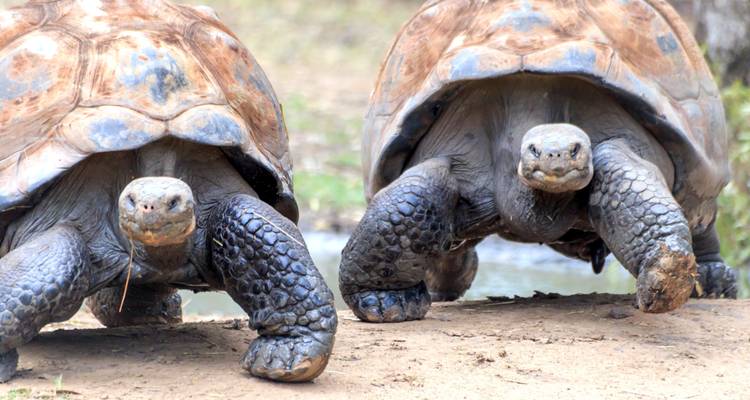 Expédition enchanteresse en Équateur et aux Galapagos - Wanderful Holidays LLC 2