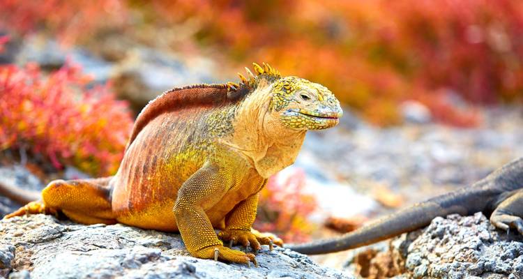 Expédition enchanteresse en Équateur et aux Galapagos - Wanderful Holidays LLC 4