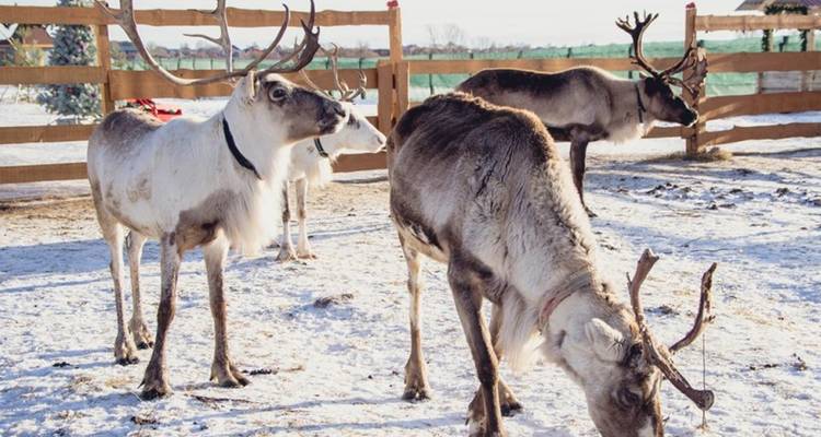 Reindeer in a snowy fenced area.