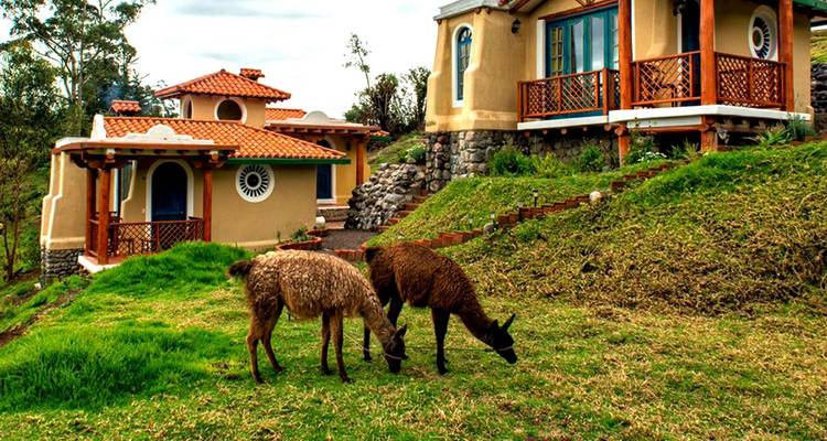 Deux lamas qui broutent près d'un bâtiment rustique avec un paysage montagneux en arrière-plan.