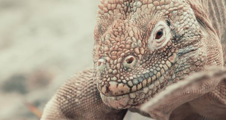 Close-up of an iguana looking towards the camera.