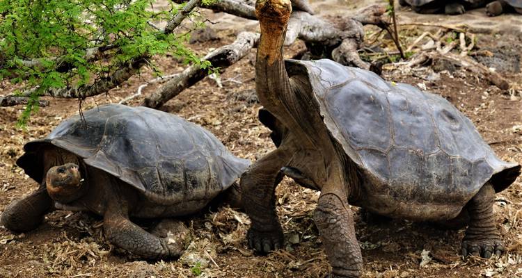Two giant tortoises walking on rocky terrain with sparse vegetation.