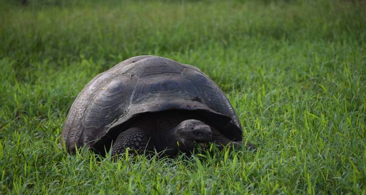 Eine Riesenschildkröte im Gras, die friedlich frisst.