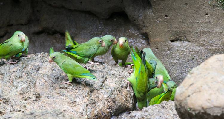 Gruppe lebhafter grüner Sittiche auf steinigem Boden.