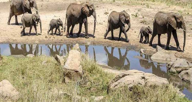 Kudde olifanten lopend naast een klein waterlichaam.