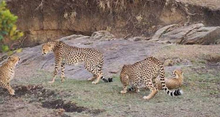 Drie cheeta's op rotsachtig terrein.