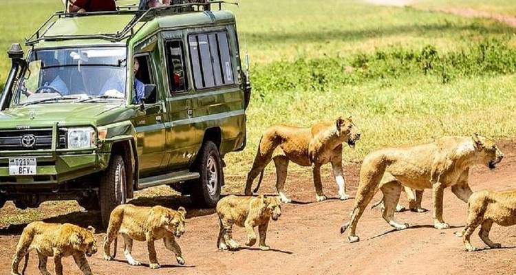 Safari-Fahrzeug mit einem Löwenrudel in der Savanne.