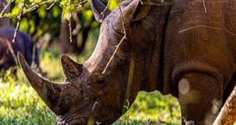 Nahaufnahme eines Nashorns beim Grasen in der Wildnis.