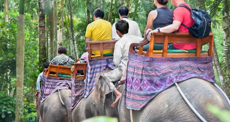 Group of people riding elephants through a forest.