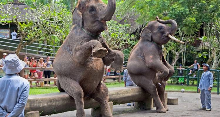 Elephants performing in a park with spectators.