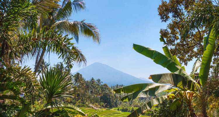 Scenic view of a mountain through tropical foliage.