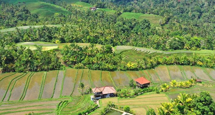 Aerial view of terraced rice fields.