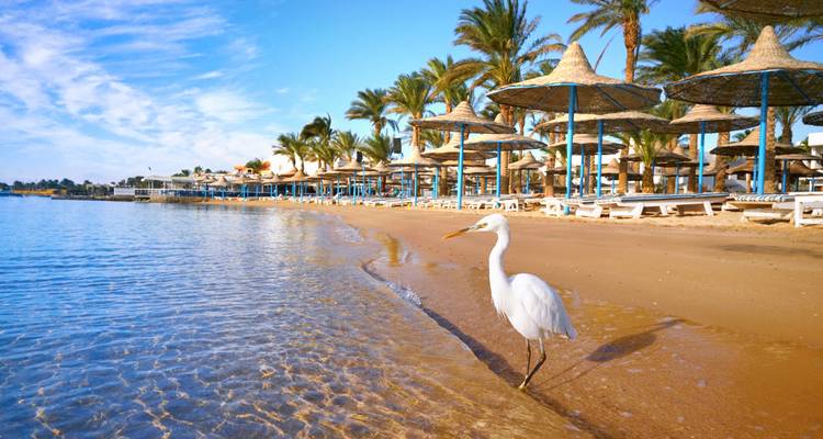 Un héron blanc se tenant au bord d'une plage de sable calme bordée de palmiers et de parasols, une eau bleu clair venant lécher le rivage.