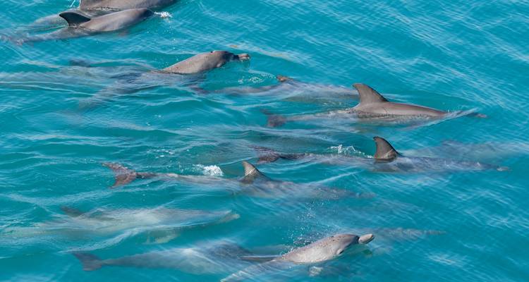 Un groupe de dauphins nage avec insouciance dans une eau turquoise cristalline observée d'en haut.