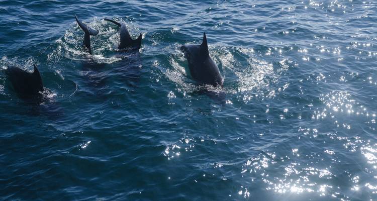 Les dauphins percent la surface scintillante de la mer, leurs nageoires captant le soleil de midi.