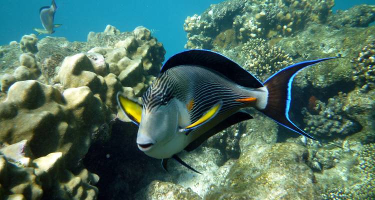 Un poisson-chirurgien coloré nage parmi les coraux et les éponges dans les eaux cristallines de la mer Rouge.