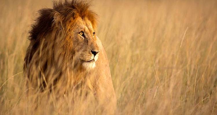 El mejor safari africano de 10 días con precios razonables. - Africa Natural Tours 1
