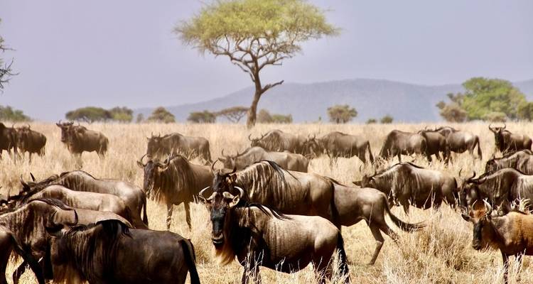 Ultimate 7 days Western Corridor Serengeti Migration Safari. - Africa Natural Tours 4