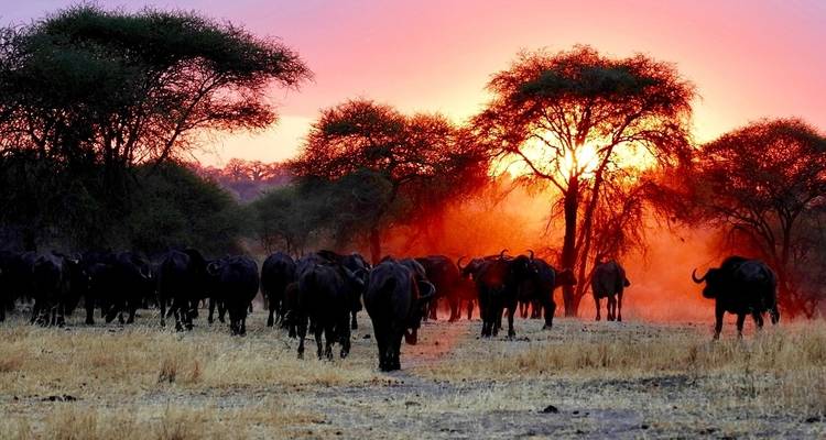 Ultimate 7 days Western Corridor Serengeti Migration Safari. - Africa Natural Tours 6