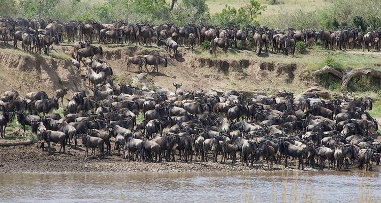 Hunderte von Gnus versammeln sich während der Großen Migration an einem Flussufer.